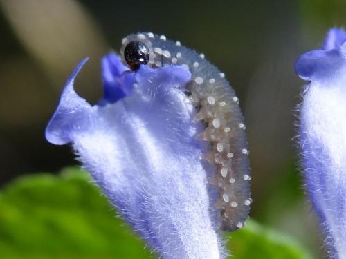 Réf. 189 306 : Athalia scutellariae